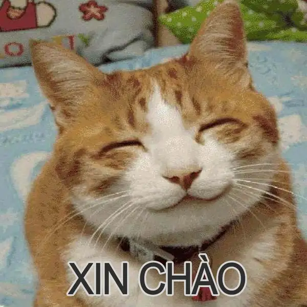 Meme chào buổi tối mang lại không khí ấm áp cho mọi người