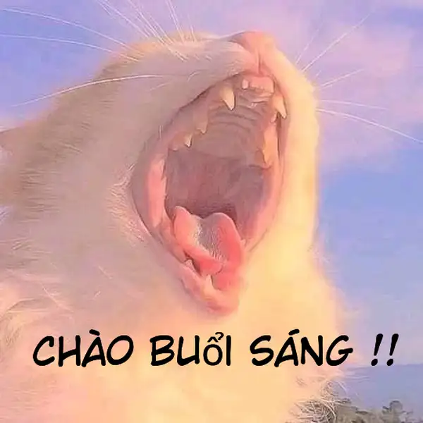 Meme chào ngày mới là khởi đầu tuyệt vời cho một ngày mới