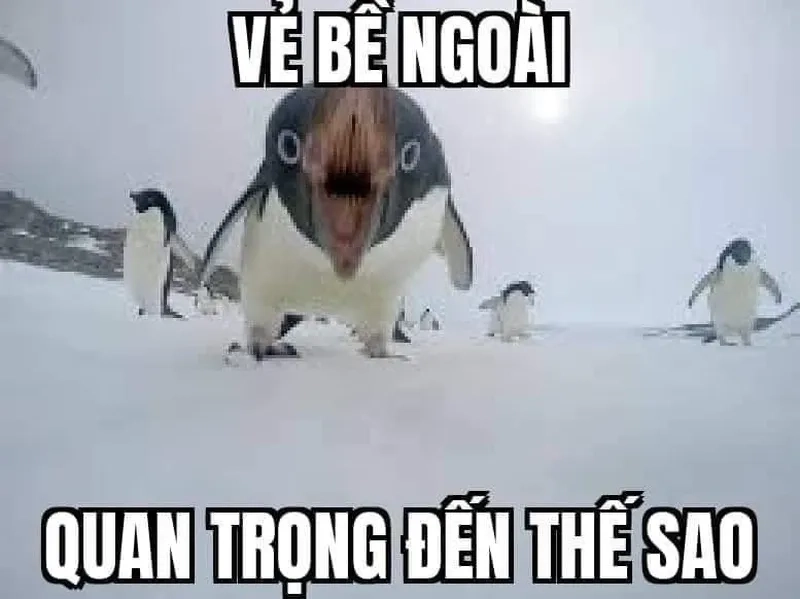 Meme chim cánh cụt dễ thương khiến bạn cảm thấy ấm lòng