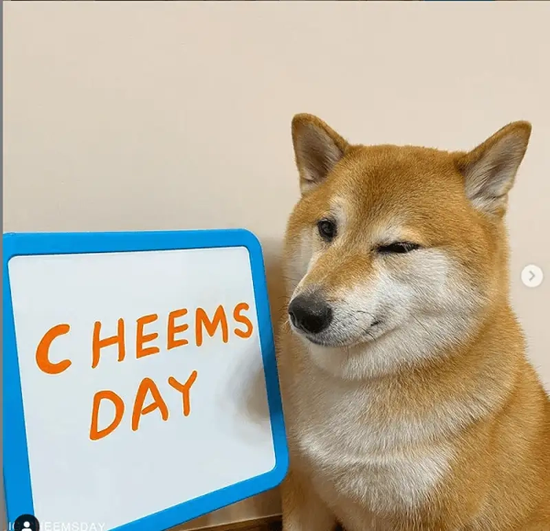 Shiba meme chó shiba thể hiện sự dễ thương trong từng khoảnh khắc