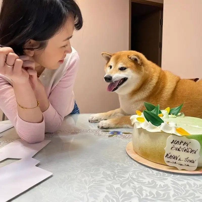 Shiba bonk meme khiến bạn không thể nhịn cười