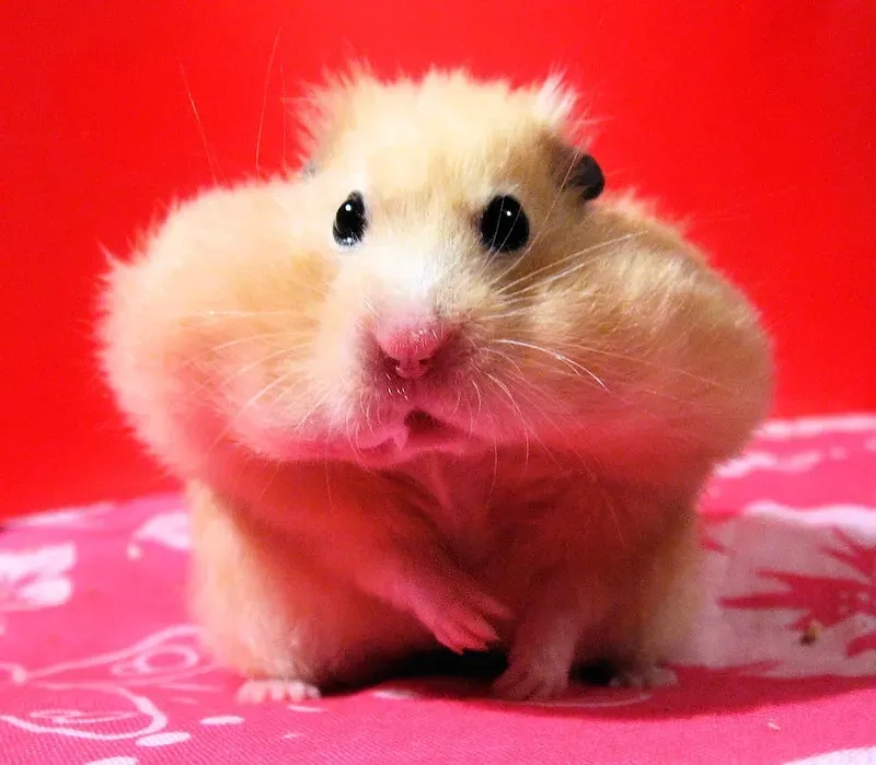 Meme chuột hamster hài mang lại tiếng cười cho người xem