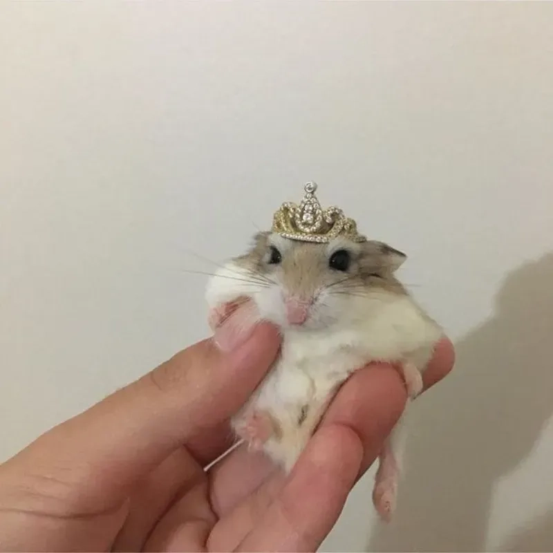 Meme ảnh chuột hamster hài hước khiến bạn không thể nhịn cười