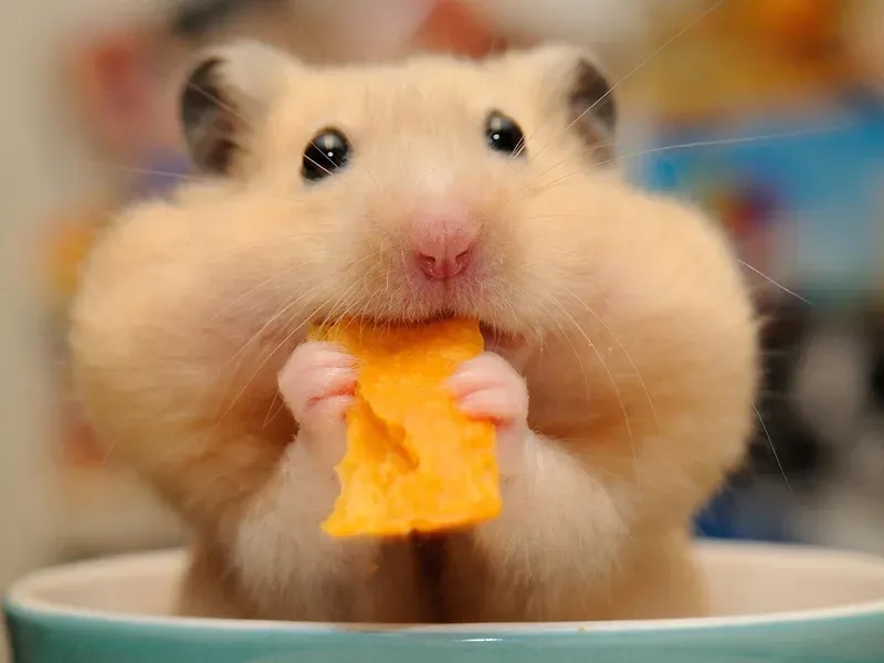 Meme chuột hamster cute khiến bạn cảm thấy dễ thương