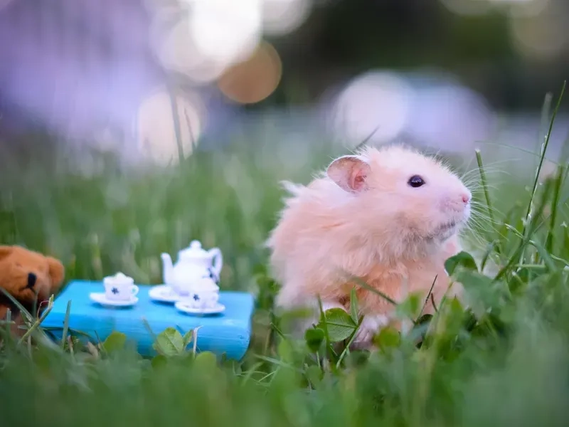 Ảnh chuột hamster cute meme khiến bạn không thể cưỡng lại