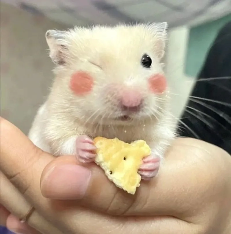 Meme ảnh chuột hamster bựa giúp bạn thư giãn sau một ngày dài