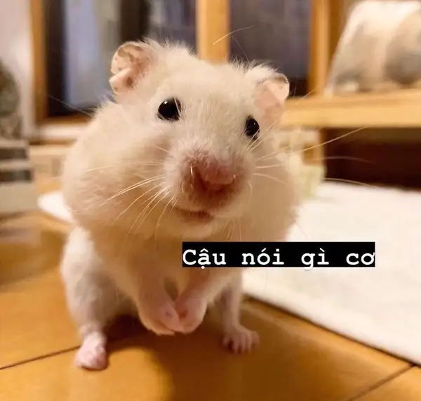 Meme chuột hamster mang đến sự vui vẻ cho những ai yêu thích