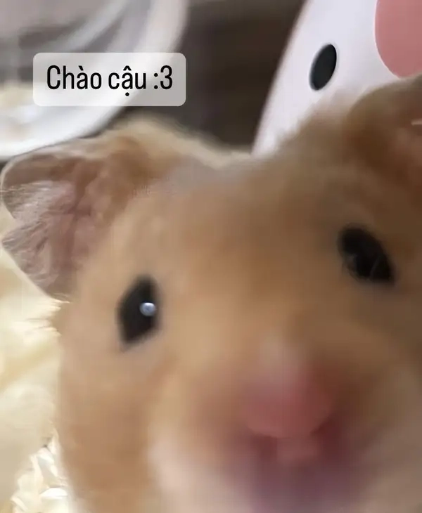 Meme hamster giúp bạn thư giãn và giải trí trong những lúc căng thẳng