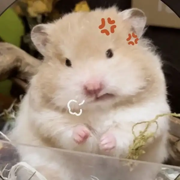 Hamster đuôi dài meme mang đến sự hài hước cho người xem