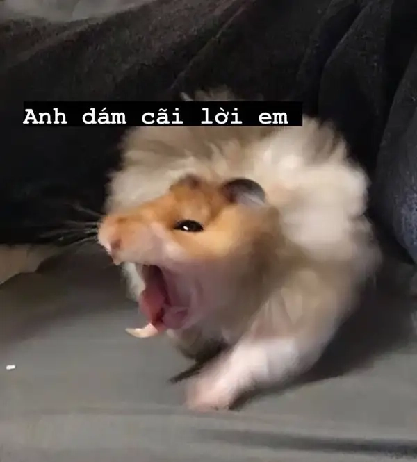 Meme hamster mắt to khiến bạn không thể cưỡng lại sự dễ thương