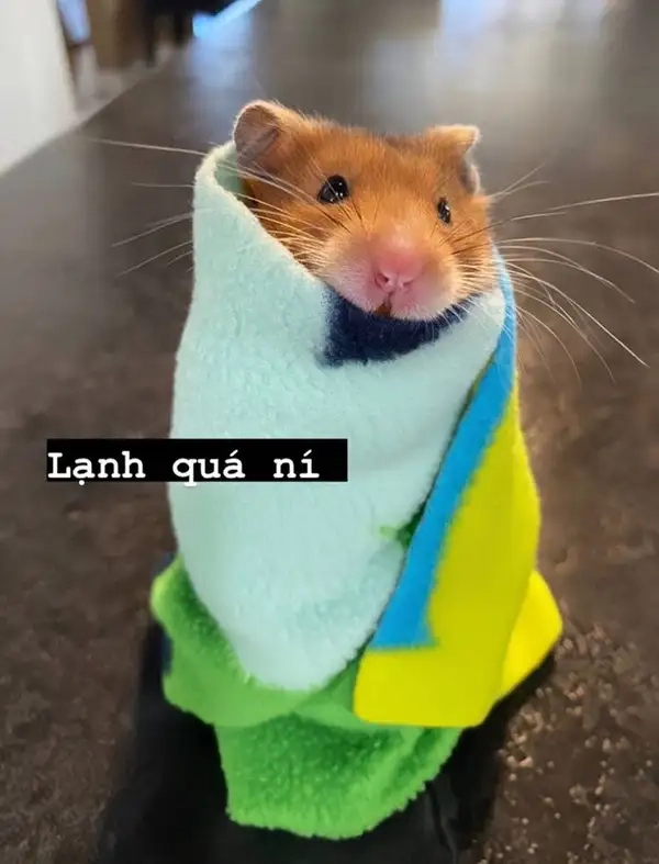 Meme hamster sợ hãi mang đến sự hài hước cho những ai yêu thích