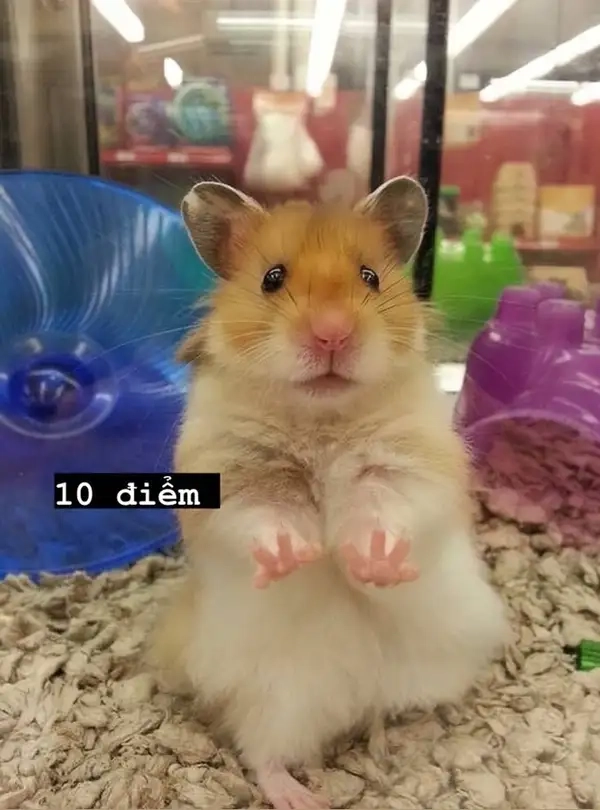 Hamster bear meme giúp bạn thể hiện sự đáng yêu một cách hài hước