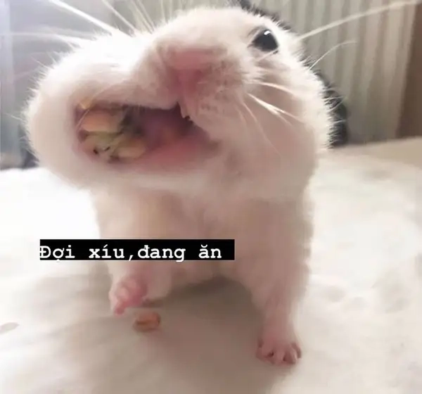 Meme hamster cầm thánh giá khiến bạn không thể nhịn cười với sự sáng tạo