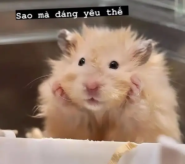 Meme con chuột hamster mang đến sự vui vẻ cho người xem