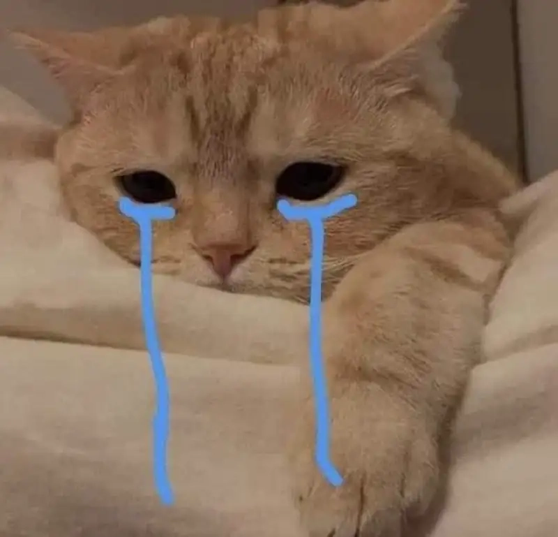 Cat crying meme là hình ảnh hài hước cho những ai yêu mèo