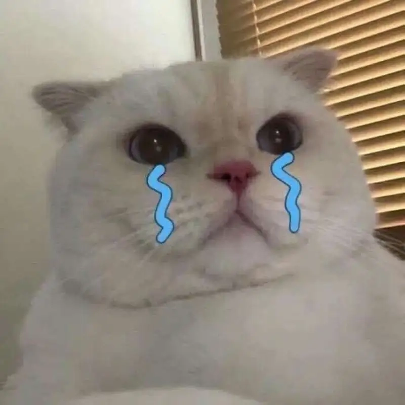 Cat meme cry mang lại tiếng cười cho những ai yêu thích thú cưng