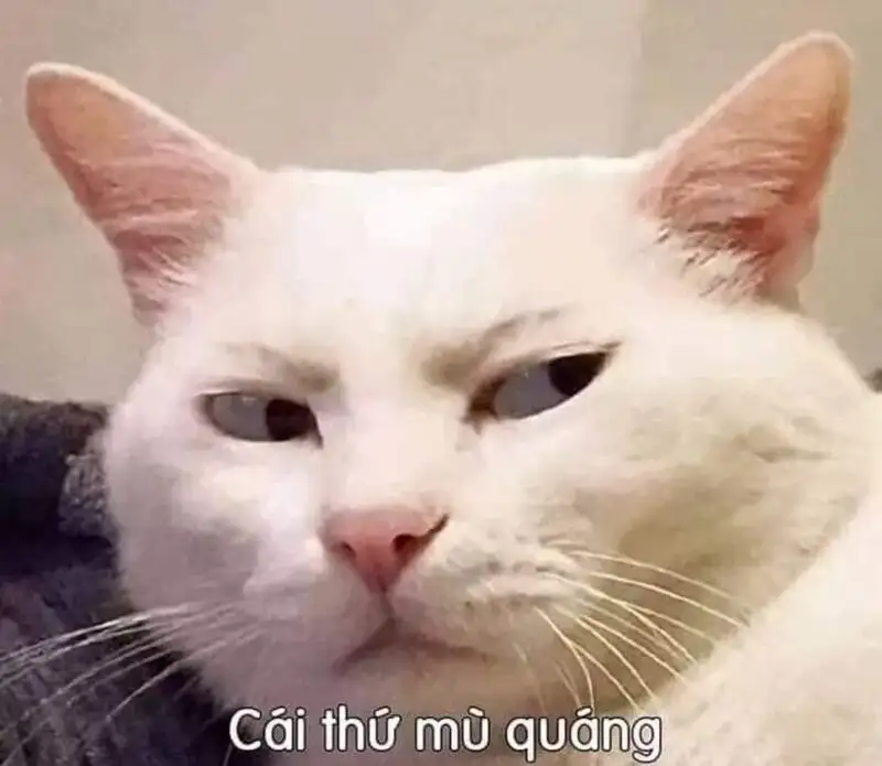 Meme hài cute mang lại tiếng cười cho mọi người xung quanh