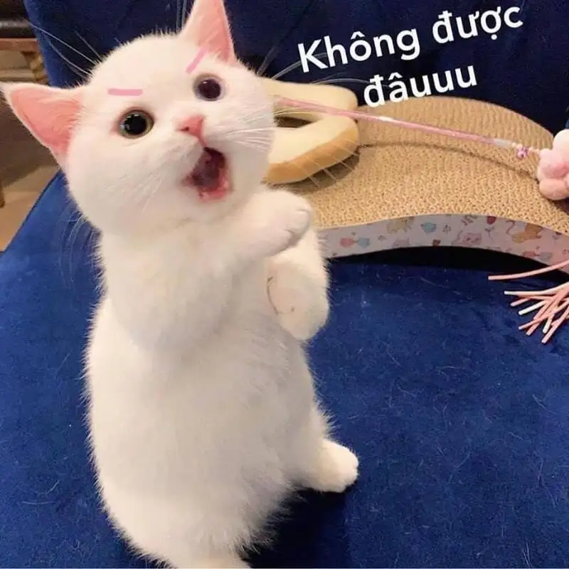 Người que cute ảnh meme hài mang lại niềm vui cho mọi người