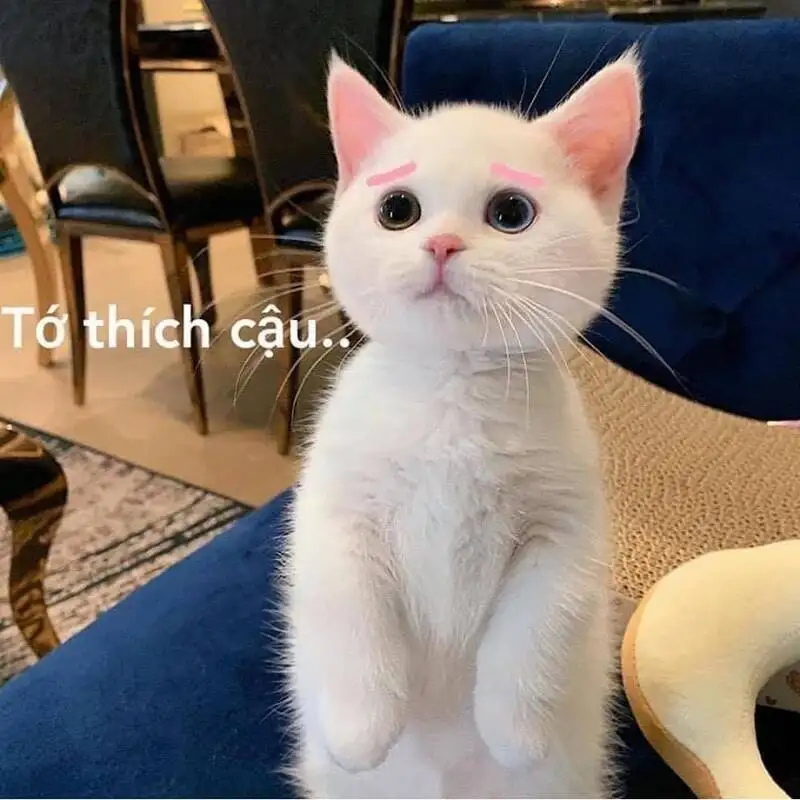 Meme cute hài là lựa chọn hoàn hảo cho những ai yêu thích sự dễ thương