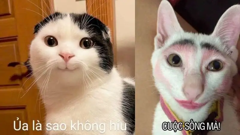 Icon chế ảnh meme cute giúp bạn thể hiện cá tính của mình