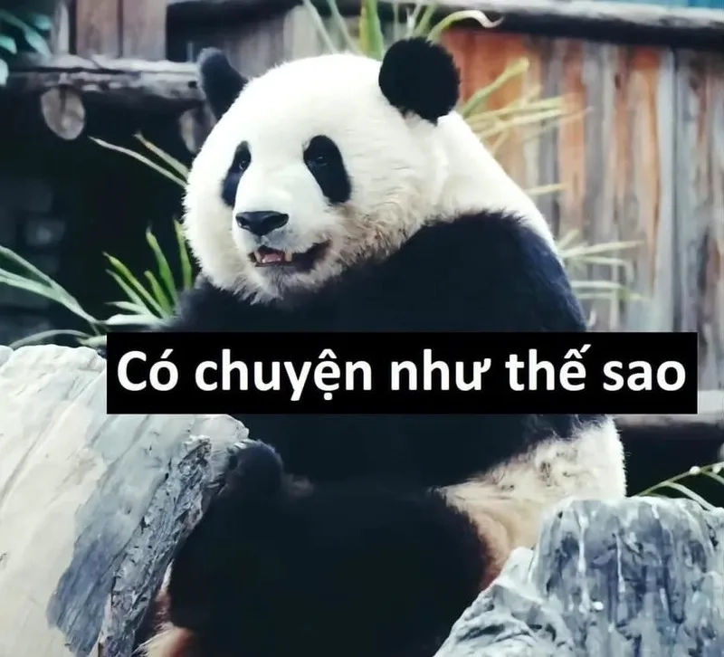 Đội quần hài hước cute ảnh người que meme sẽ khiến bạn không thể quên