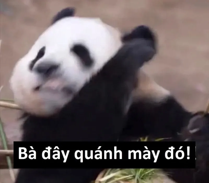 Người que cute ảnh meme hài mang đến sự hài hước cho ngày của bạn