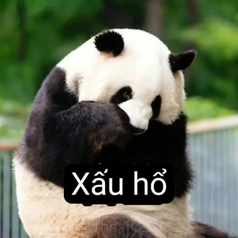 Meme cute hài là cách thú vị để thể hiện sự hài hước