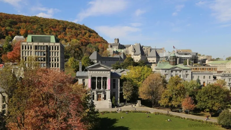 Yêu cầu đầu vào đại học Mcgill