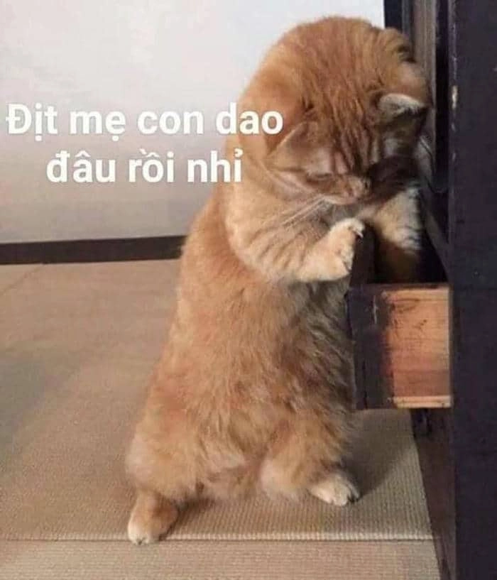 Đánh lộn meme mèo đánh nhau khiến bạn không thể nhịn cười