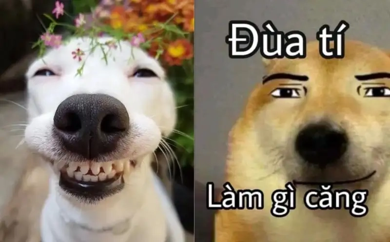 Meme dog cute là lựa chọn hoàn hảo cho những ai yêu thích thú cưng