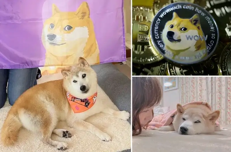 Meme dog sad khiến bạn cảm nhận được nỗi buồn của thú cưng