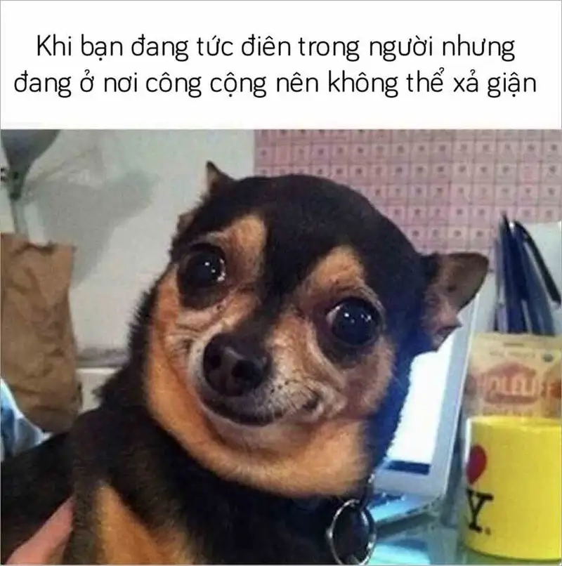 Meme sea dog power thể hiện sức mạnh và sự đáng yêu của chó