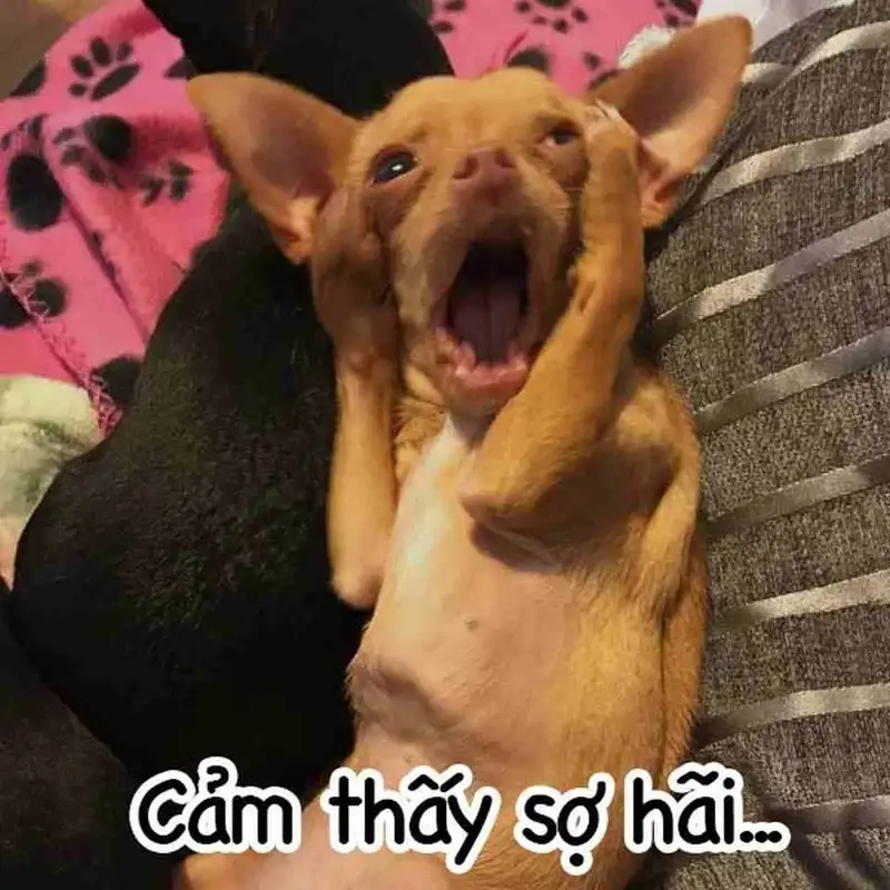 Meme doge hài hước khiến bạn không thể nhịn cười