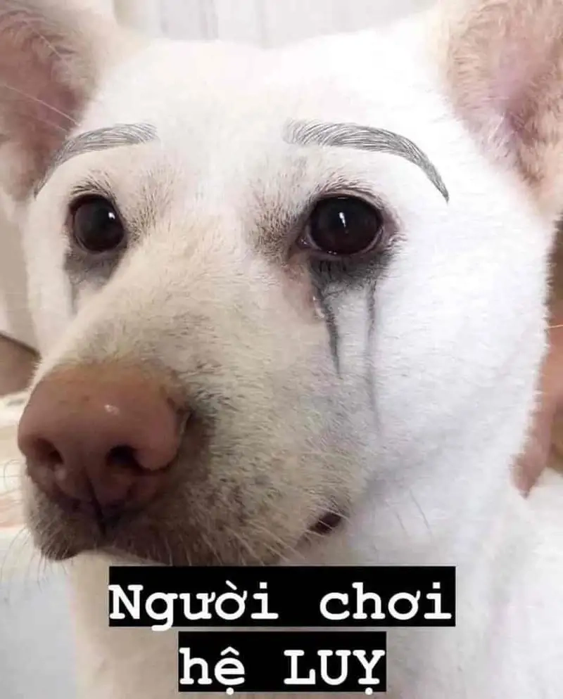 Ảnh doge meme cực chất cho những ai yêu thích thú cưng