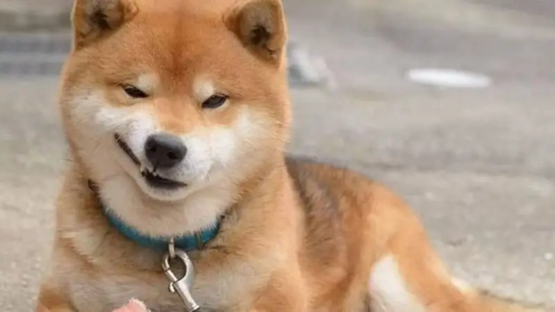 Doge coin meme là biểu tượng của sự vui vẻ và hài hước