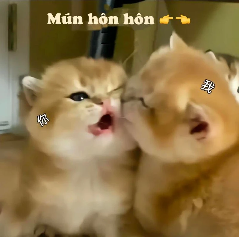 Meme hôn ny thể hiện sự lãng mạn và ngọt ngào