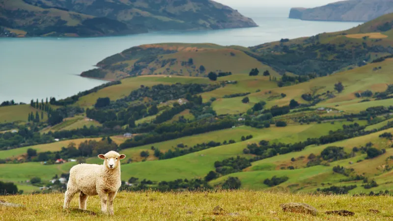 Khám phá bản đồ New Zealand để tìm cơ hội học