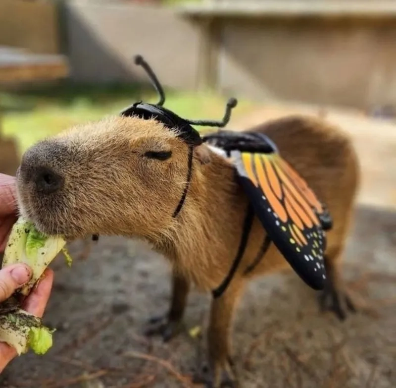 Capybara happy birthday meme mang đến niềm vui cho ngày đặc biệt