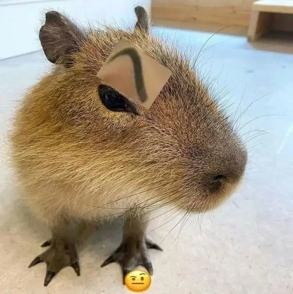 Capybara king meme mang đến sự hài hước cho những ai yêu thích động vật