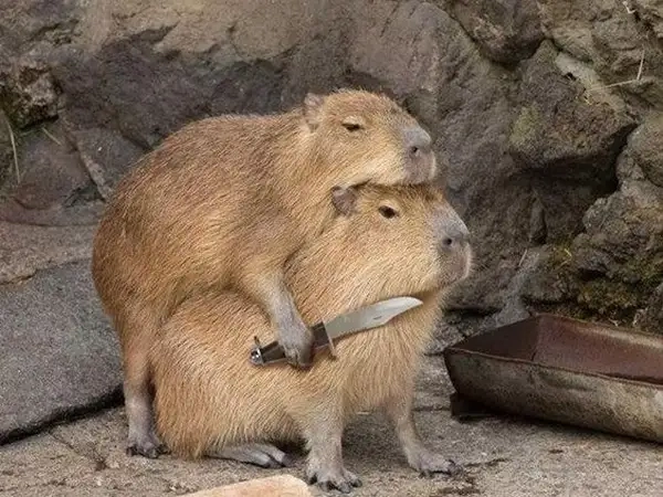 Capybara know your meme giúp bạn tìm hiểu thêm về loài chuột lang nước