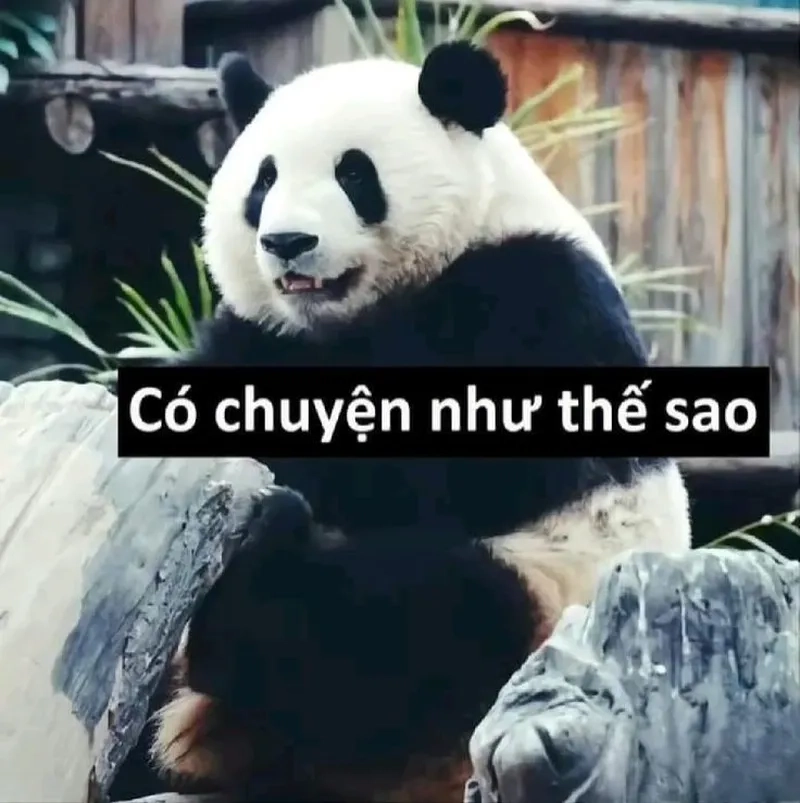 Meme gấu trúc ngang ngược khiến bạn cảm thấy thú vị