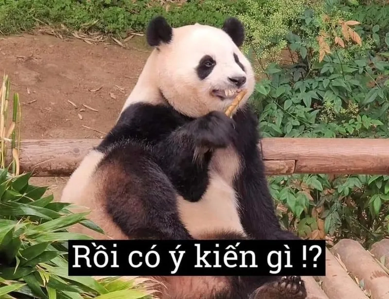 Ảnh chế meme gấu trúc mang lại tiếng cười cho người xem