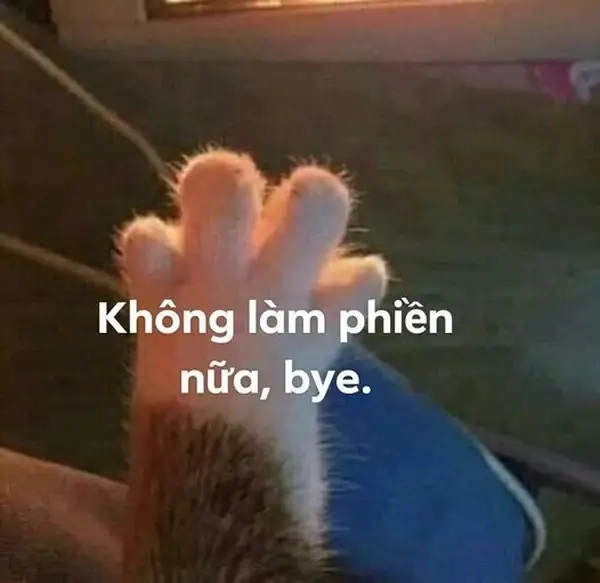 Meme tạm biệt hài là lựa chọn hoàn hảo cho những ai yêu thích hài hước