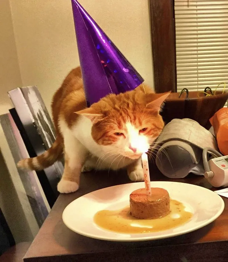 Gif happy birthday meme sống động cho những khoảnh khắc đáng nhớ