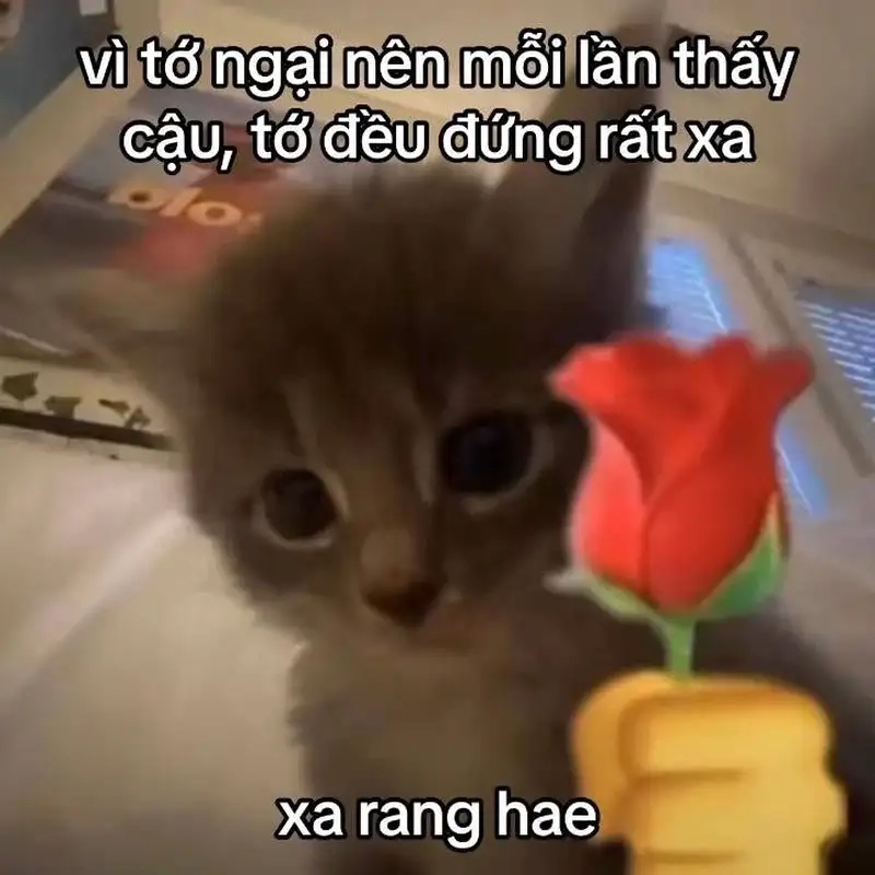 Ảnh meme cute love là hình ảnh đáng yêu cho những ai yêu thích tình yêu