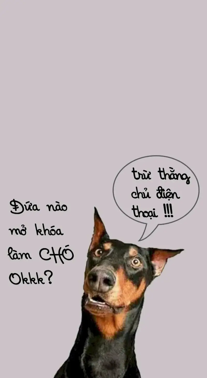 Meme ảnh mèo cute mang lại niềm vui cho những người yêu mèo