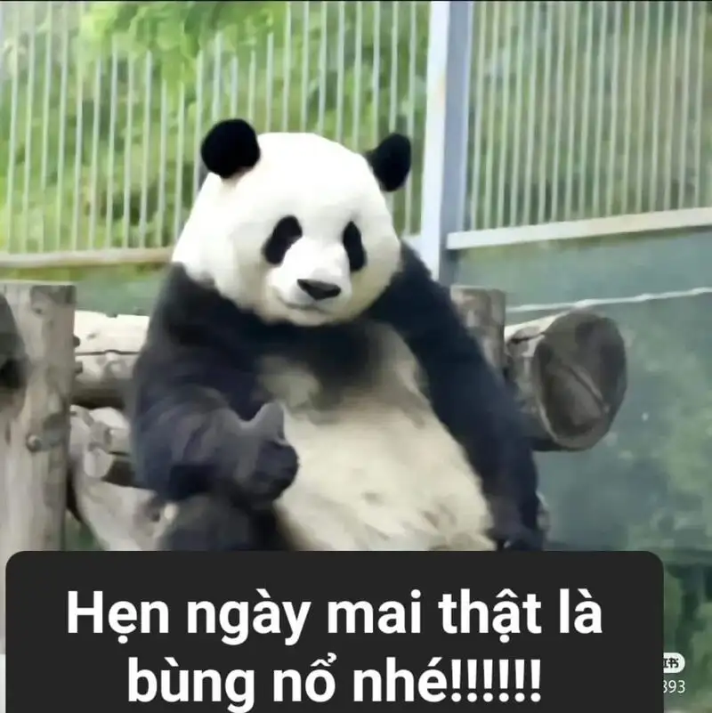 Avatar mèo cute meme giúp bạn thể hiện phong cách cá nhân