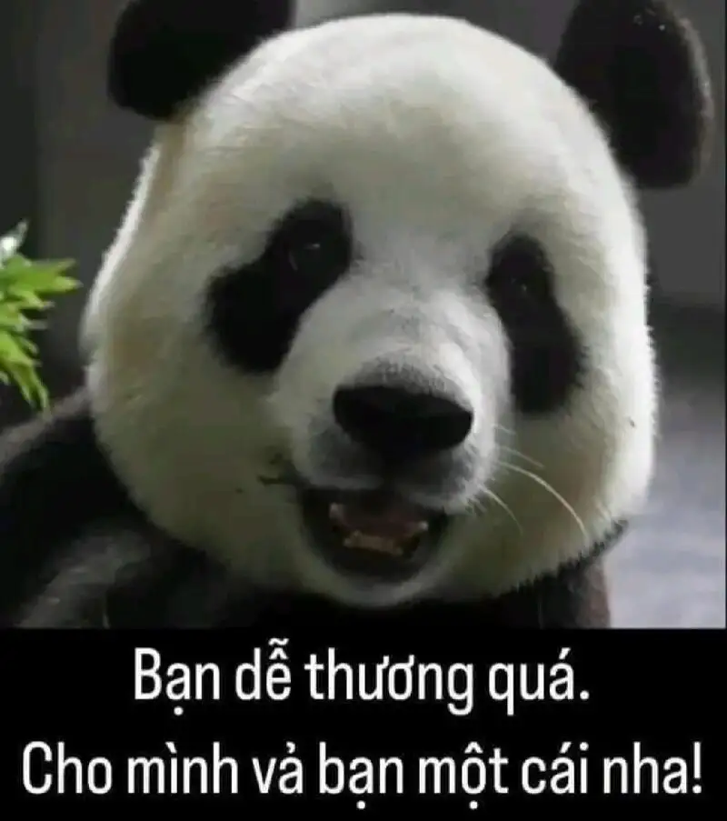 Ảnh meme mèo cute là cách tuyệt vời để chia sẻ niềm vui