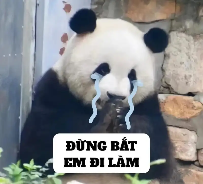 Ảnh mèo cute meme khiến bạn không thể rời mắt