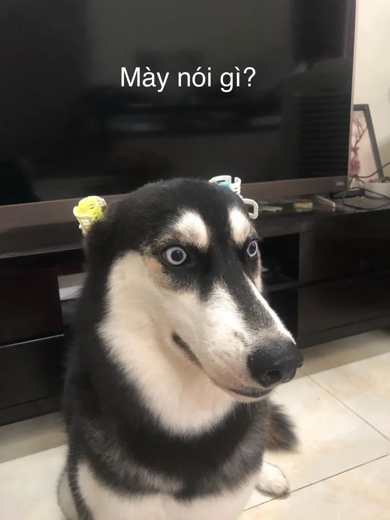 Icon hài hước ảnh meme cute là lựa chọn hoàn hảo cho những ai yêu thích hài hước